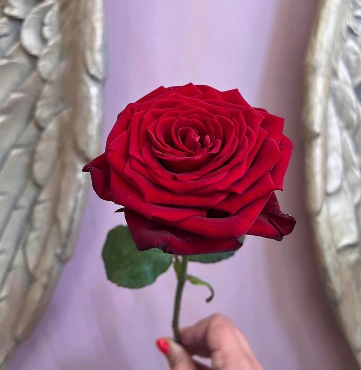 A luxurious single Red Rose in its finest beauty.